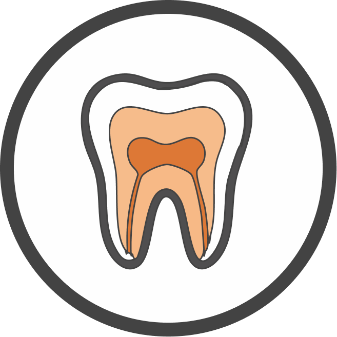 Icona stilizzata della sezione di un dente con evidenziati la polpa dentaria e i canali radicolari.